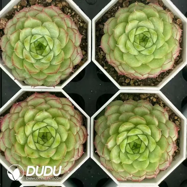 $3.7*54Pcs Echeveria beehive - Image 2