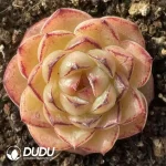 $3*54Pcs Echeveria small black edge glutinous rice