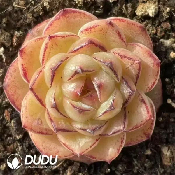 $3*54Pcs Echeveria small black edge glutinous rice - Image 1