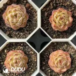 $3*54Pcs Echeveria small black edge glutinous rice - Image 2