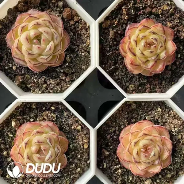 $3*54Pcs Echeveria small black edge glutinous rice - Image 2