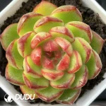 $3.7*54Pcs Echeveria Tgzn Little Red Heart