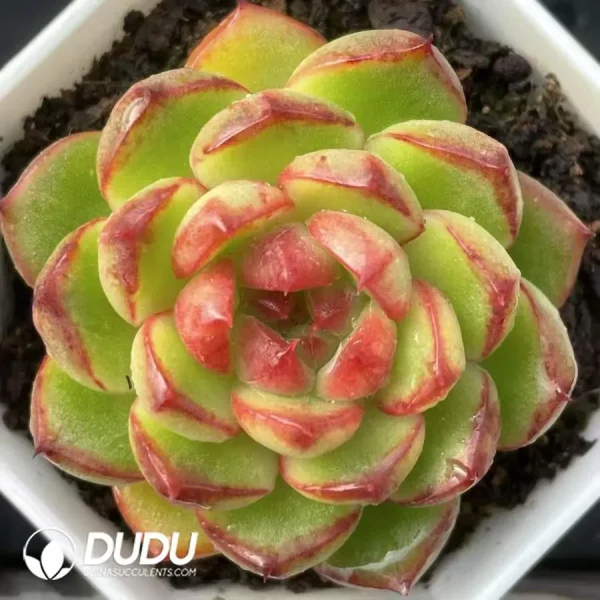 $3.7*54Pcs Echeveria Tgzn Little Red Heart - Image 1