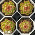 $3.7*54Pcs Echeveria Tgzn Little Red Heart - Image 2