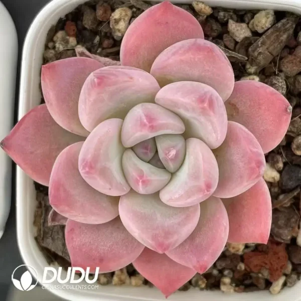 1756121171-e201-633-2.webp $2.6*54Pcs Echeveria peach doll - Image 1