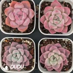 $2.6*54Pcs Echeveria peach doll - Image 2
