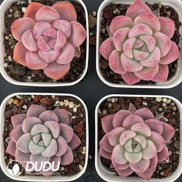 $2.6*54Pcs Echeveria peach doll - Image 2
