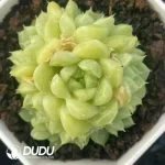 $3.7*54Pcs Echeveria green jadeite Clustering