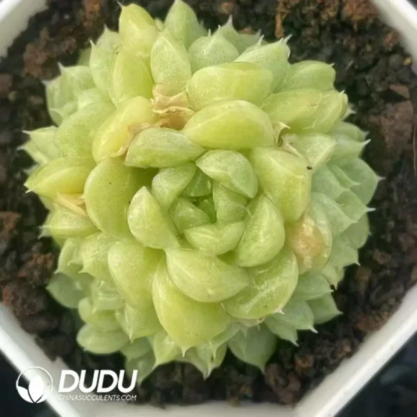 1756121173-e201-634.webp $3.7*54Pcs Echeveria green jadeite Clustering - Image 1