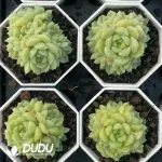 $3.7*54Pcs Echeveria green jadeite Clustering - Image 2