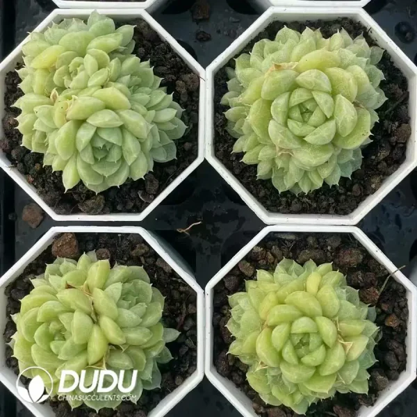 $3.7*54Pcs Echeveria green jadeite Clustering - Image 2