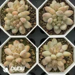 54Pcs Echeveria coffee color forest heart double - Image 2