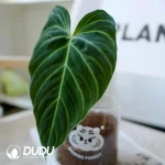 0.4/Pcs Philodendron Black Gold(100Pcs)