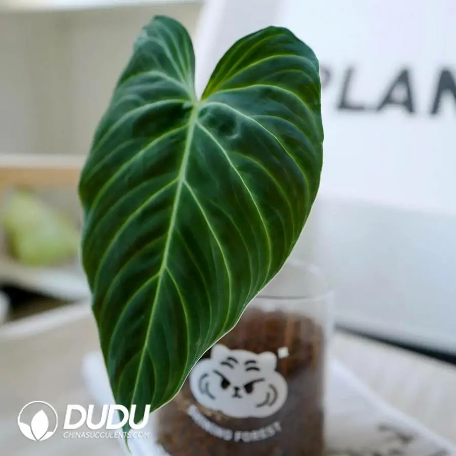 1756121187-e201-641.webp 0.4/Pcs Philodendron Black Gold(100Pcs) - Image 1