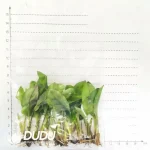 0.4/Pcs Philodendron Black Gold(100Pcs) - Image 2