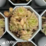 Echeveria Green Body Cream Blue Clustering