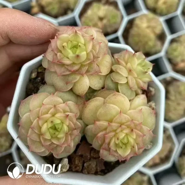 Echeveria Green Body Cream Blue Clustering - Image 2