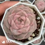 $1.9*54Pcs Echeveria Fenyun