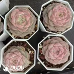 $1.9*54Pcs Echeveria Fenyun - Image 2