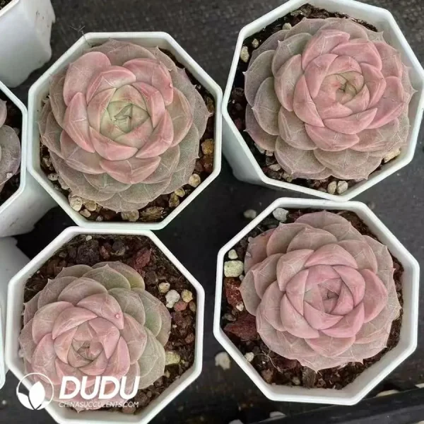 1756121304-e202-689.webp $1.9*54Pcs Echeveria Fenyun - Image 2