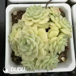 35Pcs Echeveria White Swans Clustering
