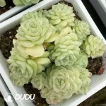 35Pcs Echeveria White Swans Clustering - Image 2