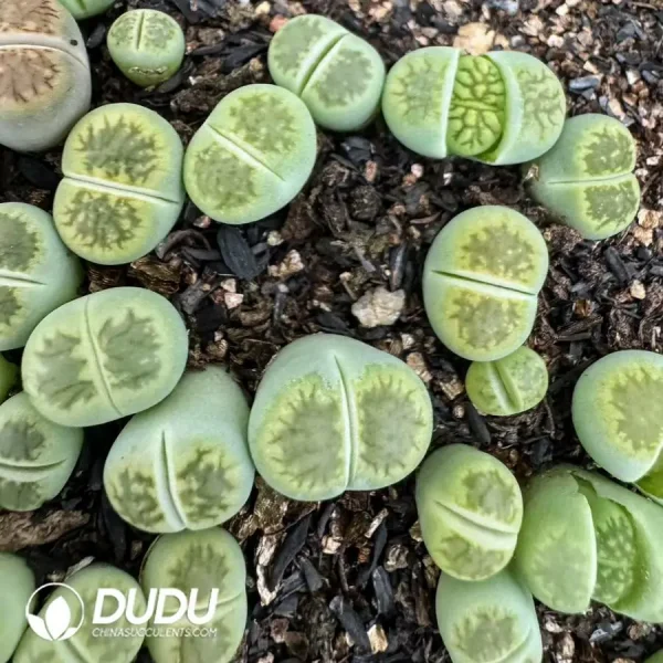 Lithops Green Kiku - Image 1