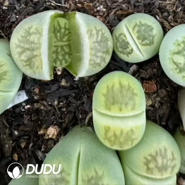 Lithops Green Kiku - Image 2