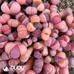 Lithops Karasmontana ssp. Eberlanzii 'Purper'