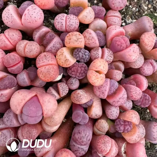 Lithops Karasmontana ssp. Eberlanzii 'Purper' - Image 1