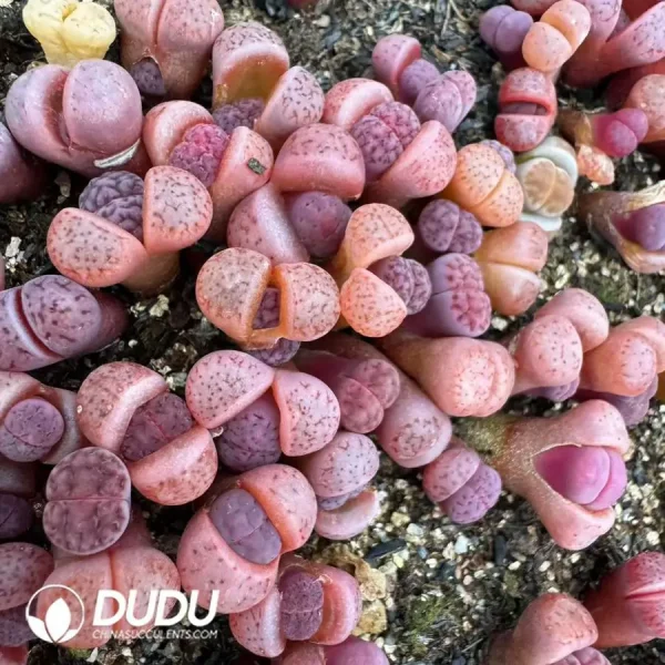 Lithops Karasmontana ssp. Eberlanzii 'Purper' - Image 2