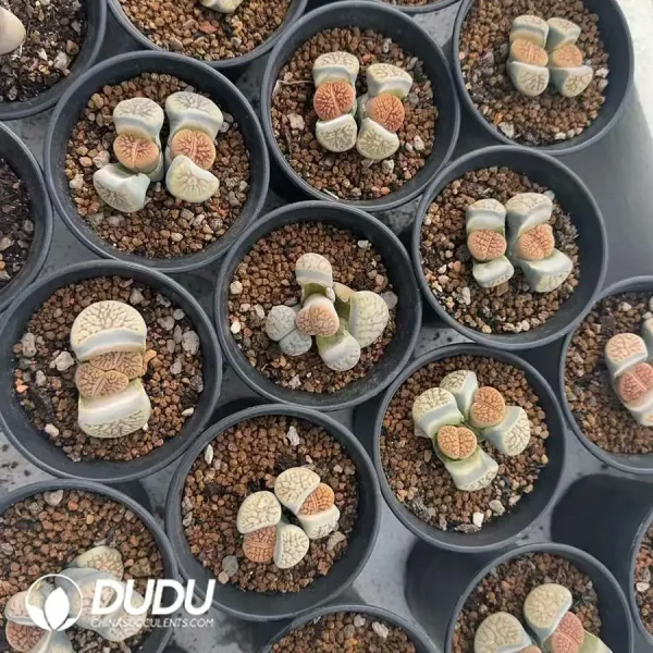 Lithops Schwantesii- The Female Parent - Image 1