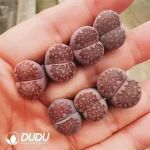 Lithops Hallii Purple