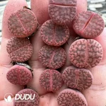 100Pcs Lithops Purple Pomegranate