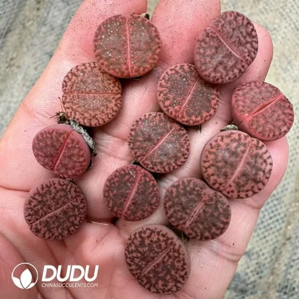 100Pcs Lithops Purple Pomegranate - Image 2