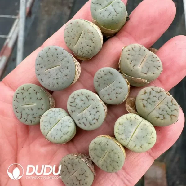 100Pcs Lithops Split Pea - Image 2