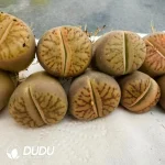 Lithops Line Pomegranate