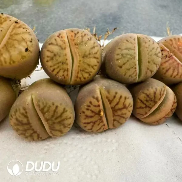 Lithops Line Pomegranate - Image 1