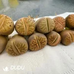 Lithops Line Pomegranate - Image 2