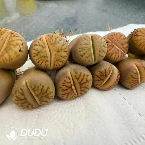 Lithops Line Pomegranate - Image 2