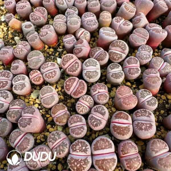 Lithops Purple Kiku - Image 1