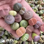 14MM Lithops Mixed 500pcs