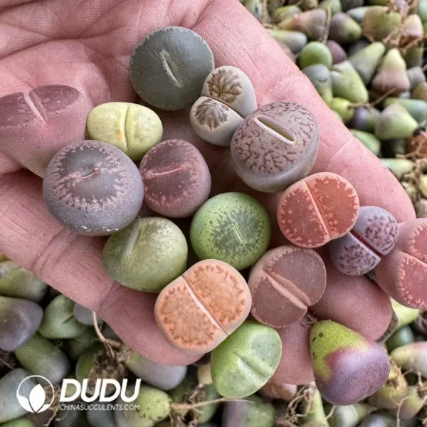 14MM Lithops Mixed 500pcs - Image 1