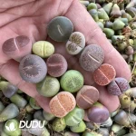 14MM Lithops Mixed 500pcs - Image 2