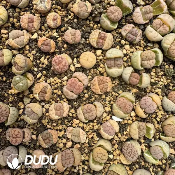 Lithops Seudotruncatella - Image 1