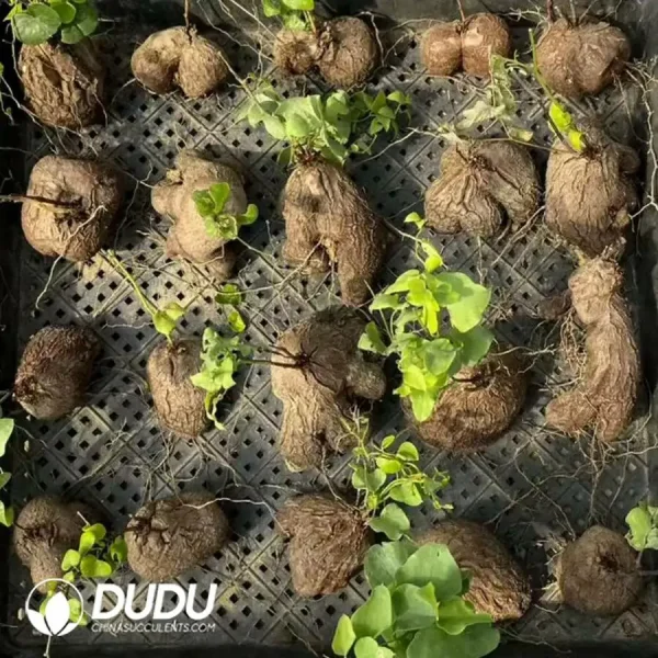 Dioscorea elephantipes - Image 1