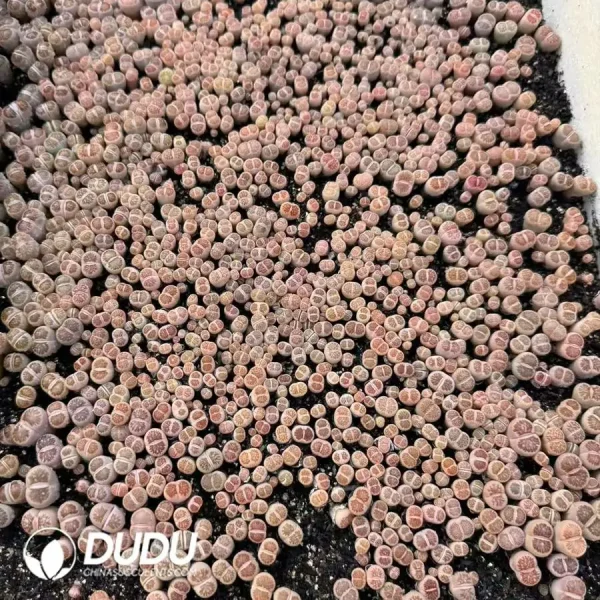 Lithops Juwenzhang 600-1000pcs - Image 1
