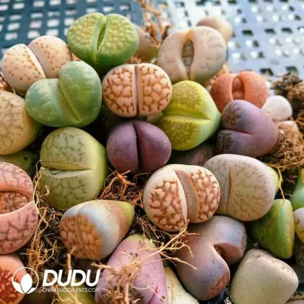 11MM Lithops Mixed 500pcs - Image 1