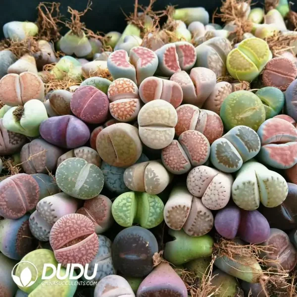 1756121386-e201-762.webp 17MM Lithops Mixed 500pcs - Image 1