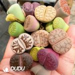 25MM Lithops Mixed 500pcs - Image 2